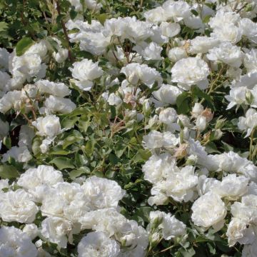 Rosa BLANC MEILLANDECOR ® Meicoublan