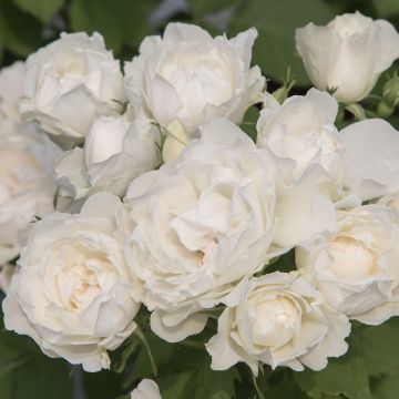 Rosier tige blanc Crème CHANTILLY ® Meiradena Meilland Richardier Rosier tige blanc Crème CHANTILLY ® Meiradena Meilland Richardier