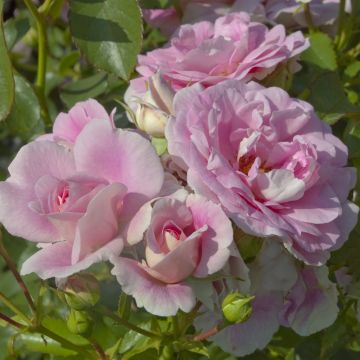 Rosa Bonica ® Meidomonac