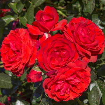 Rosa ad alberello Scarlet BONICA ® Meidomonac - 120/150 cm Fiori Raggruppati