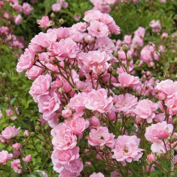 Rosa Feerie The Fairy