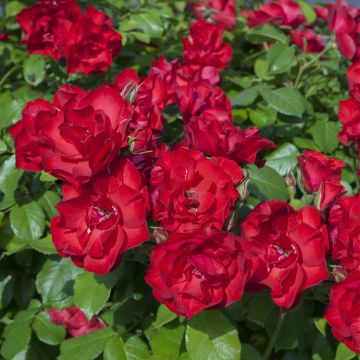 Rosa LA SEVILLANA ® Meigekanu