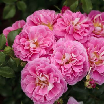Rosa LOVELY PINK ® Meinoplius