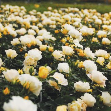 Rosa Popcorn COMPACT MEIDILAND ® (DRIFT ®) Novarospop