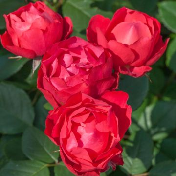 Rosier Demi-tige CHERRY BONICA ® Meipeporia