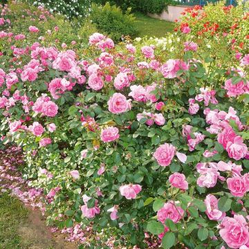 Rosa Deborah MEILLANDECOR ® Meinoiral