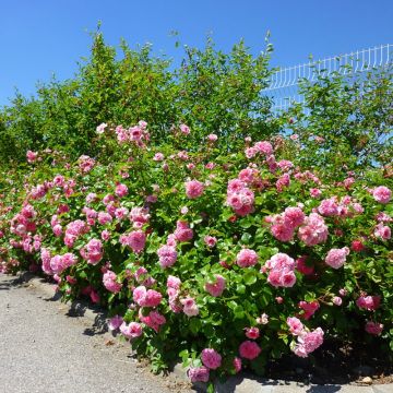 Rosa Les Quatre Saisons ® Meifafio