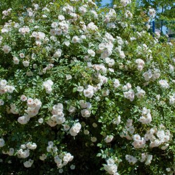 Rosa Ice MEILLANDECOR ® Meivahyn