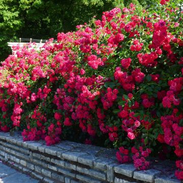 Rosa HELLO ® Meikinba Rosa HELLO ® Meikinba