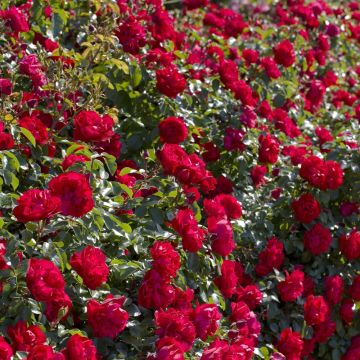 Rosa Prodige Ecarlate ® Meicoloss