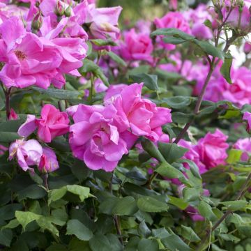 Rosier couvre-sol Pink Knock Out