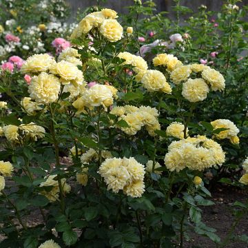 Rosa Anny Duperey ® Meitongas