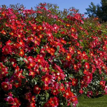 Rosa CANDIA MEILLANDECOR ® Meiboulka