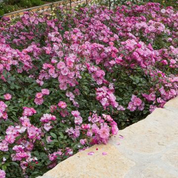 Rosa Lavender Meidiland ® (Louis Blériot ®)