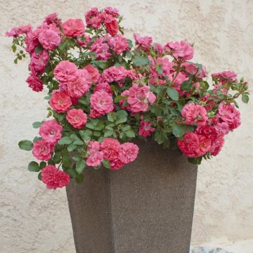 Rosa Coral Drift ® Meidrifora