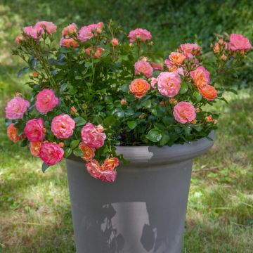Rosa Peach Drift ® Meiggili