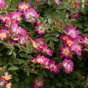 Rosa ad alberello semi-ricadente Pink DRIFT ® Meijocos Rosa ad alberello semi-ricadente Pink DRIFT ® Meijocos