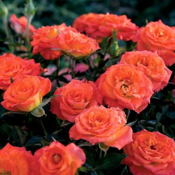 Rosa miniatura Mandarine Symphonie