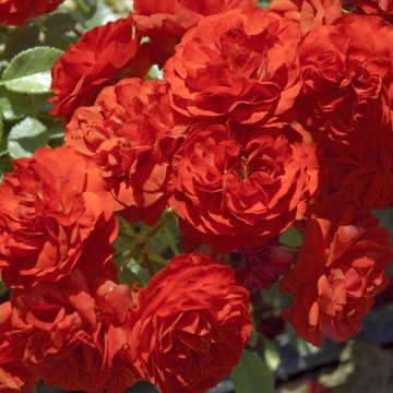 Rosa miniatura Tilt Symphonie