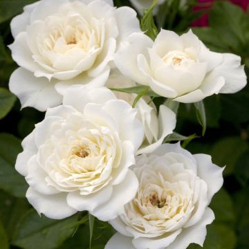 Rosa in miniatura Bridal Meillandina