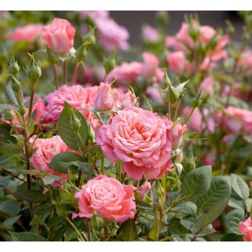 Rosa Allegro Symphonie ® Meilauron
