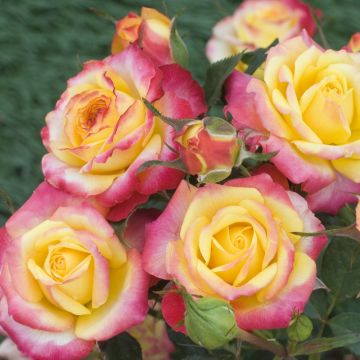 Rosa in miniatura Flame Meillandina