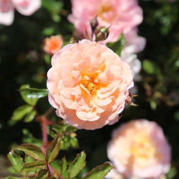 Apricot DRIFT® Meimirote Apricot DRIFT® Meimirote