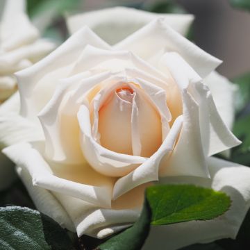 Rosier ANGGUN ® Meibokir