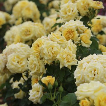 Rosier buisson RUSTICA ® III Meilaocil Rosier buisson RUSTICA ® III Meilaocil