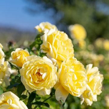 Rosier RUSTICA ® III Meilaocil Rosier RUSTICA ® III Meilaocil