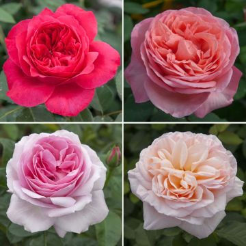 Collection rosiers ROMANTICA ® parfumés