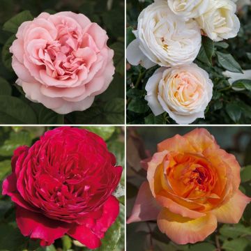Collection rosiers GRANDS PARFUMS ROMANTICA ® Collection rosiers GRANDS PARFUMS ROMANTICA ®