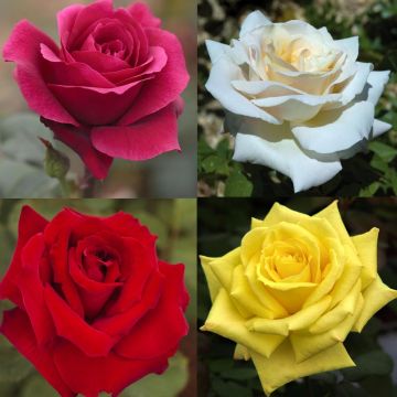 Collezione rose grandi profumi Collezione rose grandi profumi