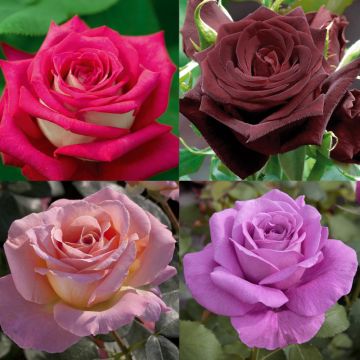 Collezione rose colori d'eccezione