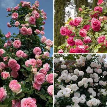 Collezione di rose rampicanti romantiche Collezione di rose rampicanti romantiche