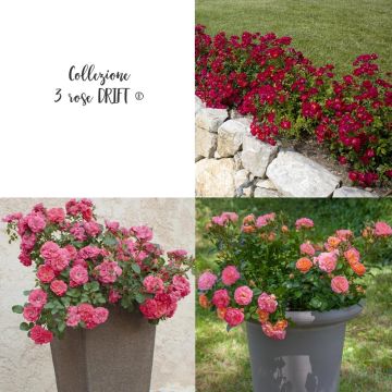 Collezione 3 rose DRIFT ® Collezione 3 rose DRIFT ®