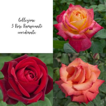 Collezione 3 rose rampicanti coordinate Collezione 3 rose rampicanti coordinate