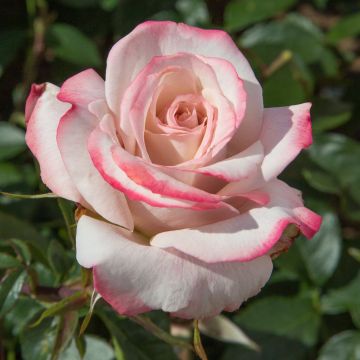 Rosier LYON LUMIERES ® Meivanae