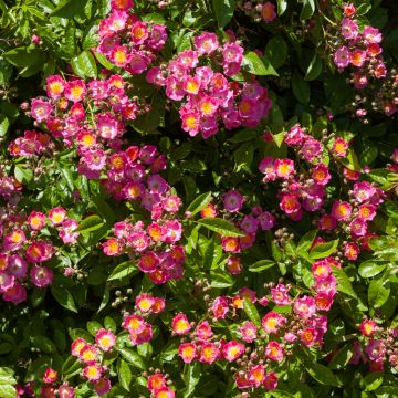 Rosa rampicante liana Maria Lisa Rosa rampicante liana Maria Lisa