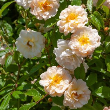 Rosa rampicante liana Ghislaine de Féligonde