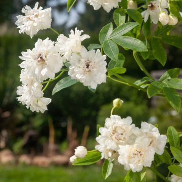 Rosa rampicante liana Banksiae Purezza Rosa rampicante liana Banksiae Purezza