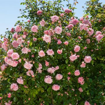 Rosa rampicante liana Paul Transon Rosa rampicante liana Paul Transon