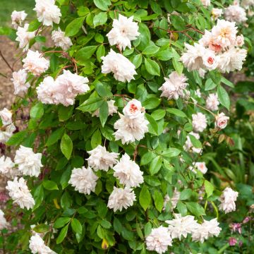Rosa rampicante liana Cécile Brunner Rosa rampicante liana Cécile Brunner