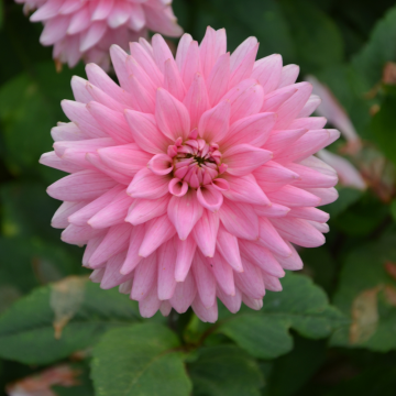 Dahlia Cactus Poésie Dahlia Cactus Poésie