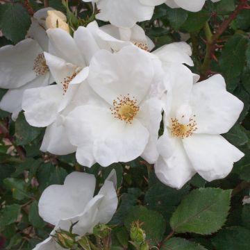 Rosier White KNOCK OUT® Radwhite