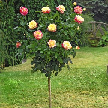 Rosa ad alberello Pullman Orient Express ® Baipeace