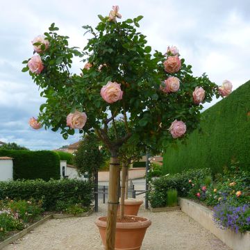 Rosa ad alberello Laetitia Casta ® Meilampario