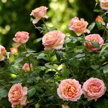 Rosa Elle ® Meibderos