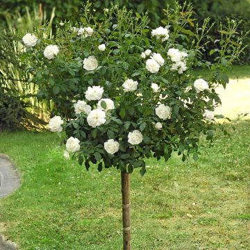 Rosa a mezzo alberello Carte Blanche ® Meibarum
