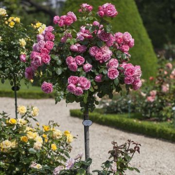 Rosa a Mezzo alberello Leonardo da Vinci ® Meideauri